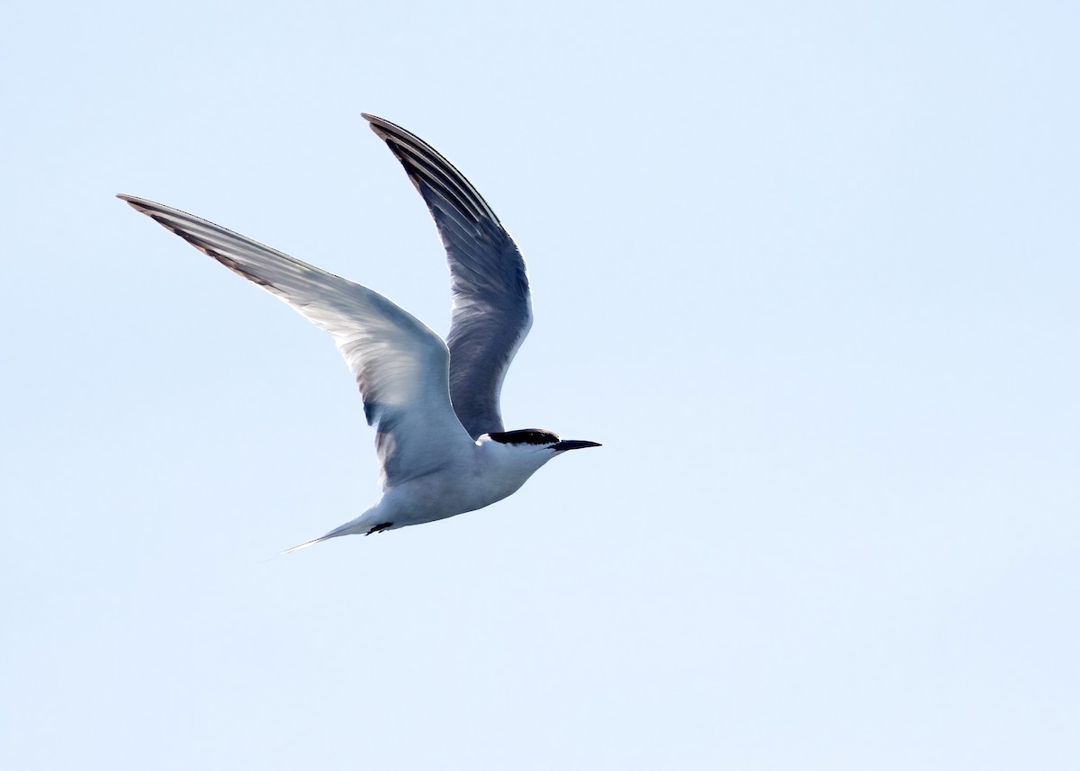 Common Tern - ML646326461