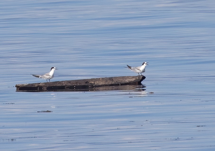 Common Tern - ML646326464