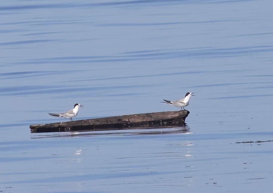 Common Tern - ML646326466