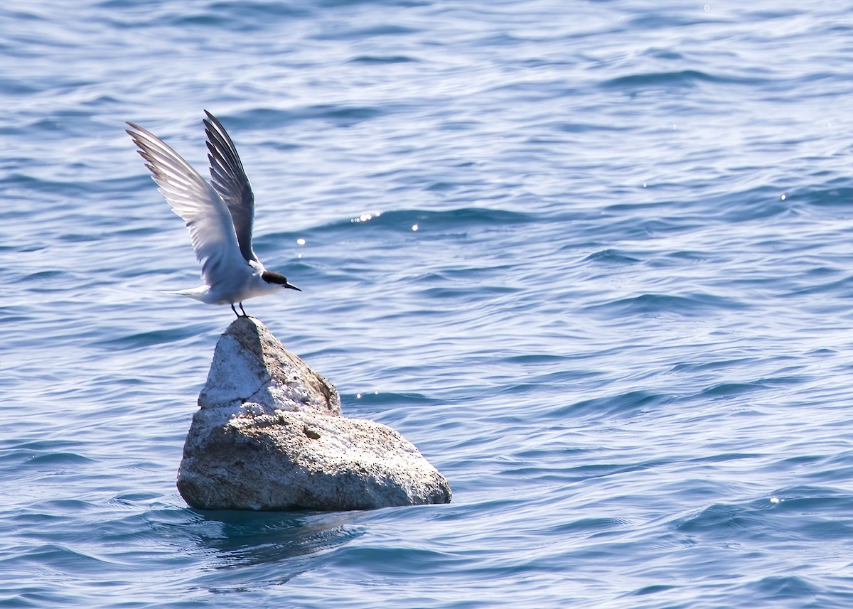 Common Tern - ML646326467