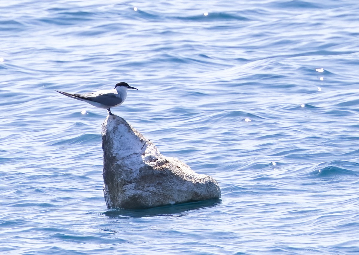 Common Tern - ML646326468
