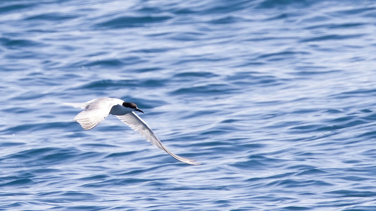 Common Tern - ML646326469