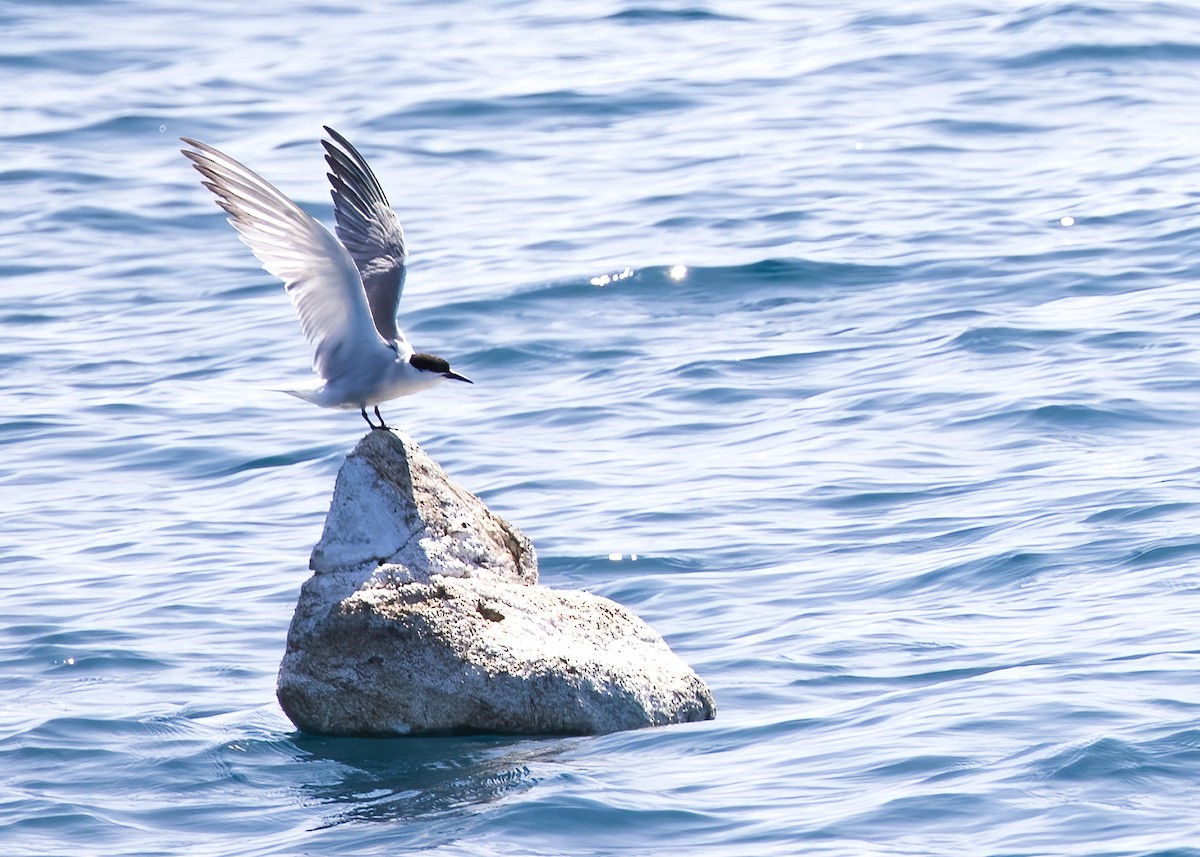 Common Tern - ML646326470