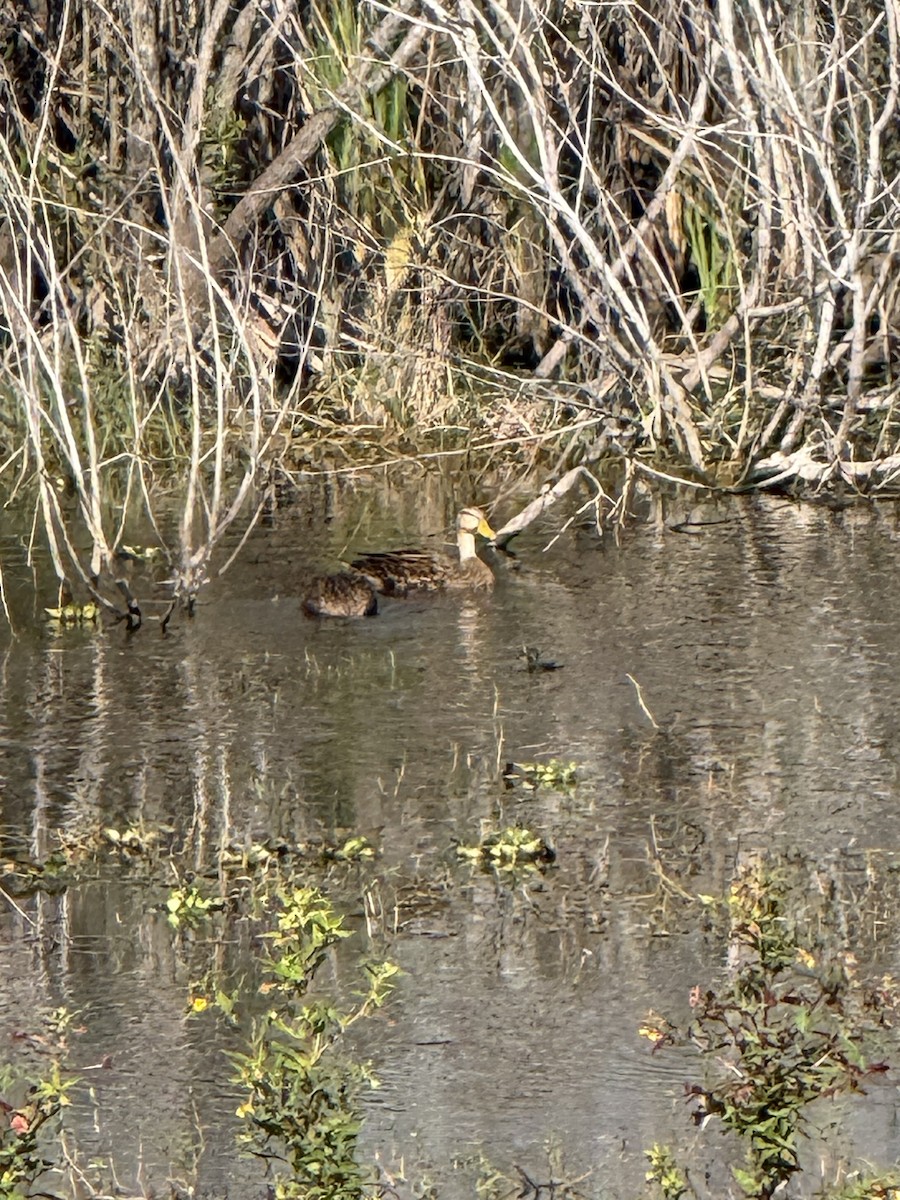 Mottled Duck (Florida) - ML646326477