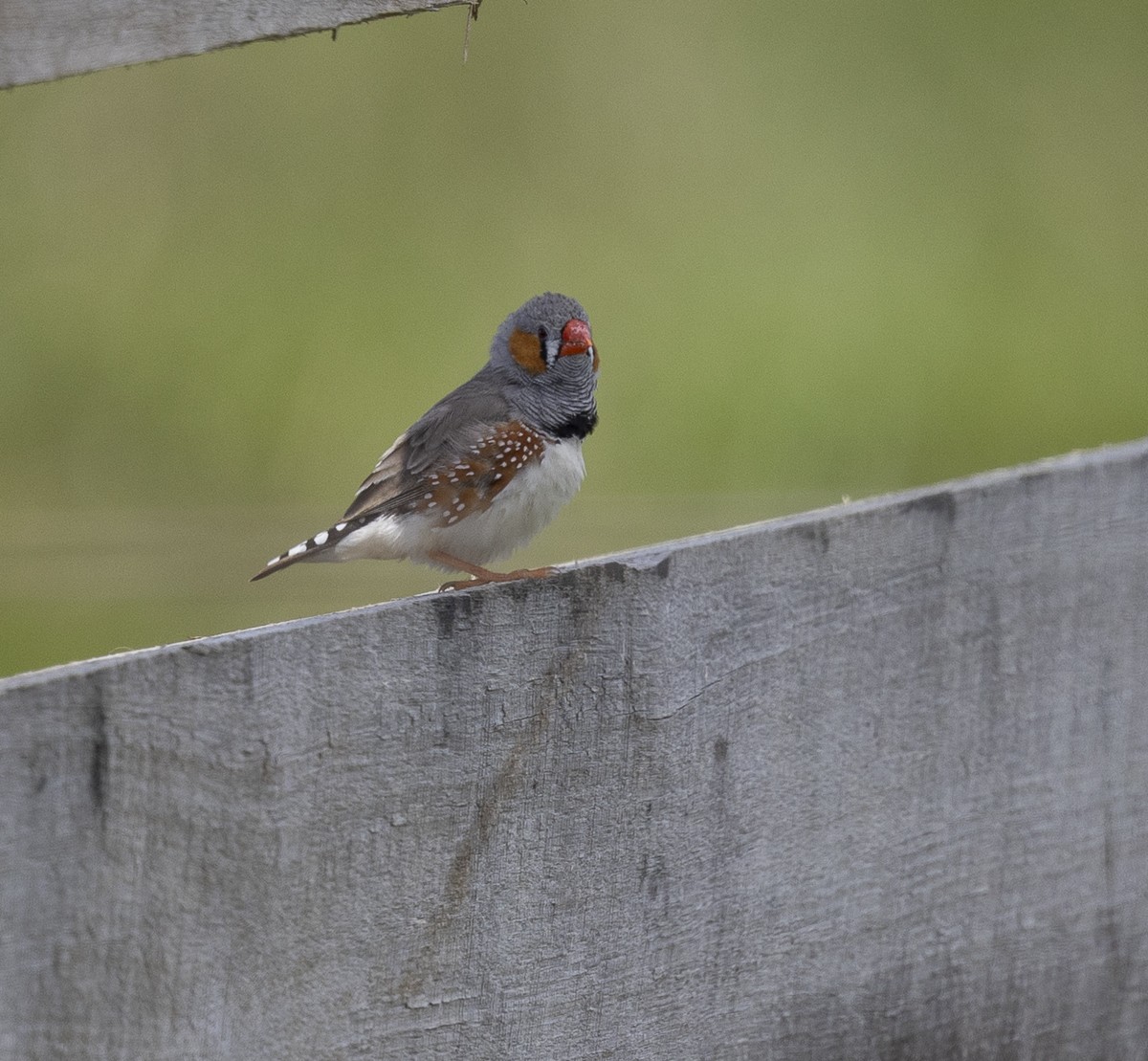 Zebra İspinozu - ML646326498