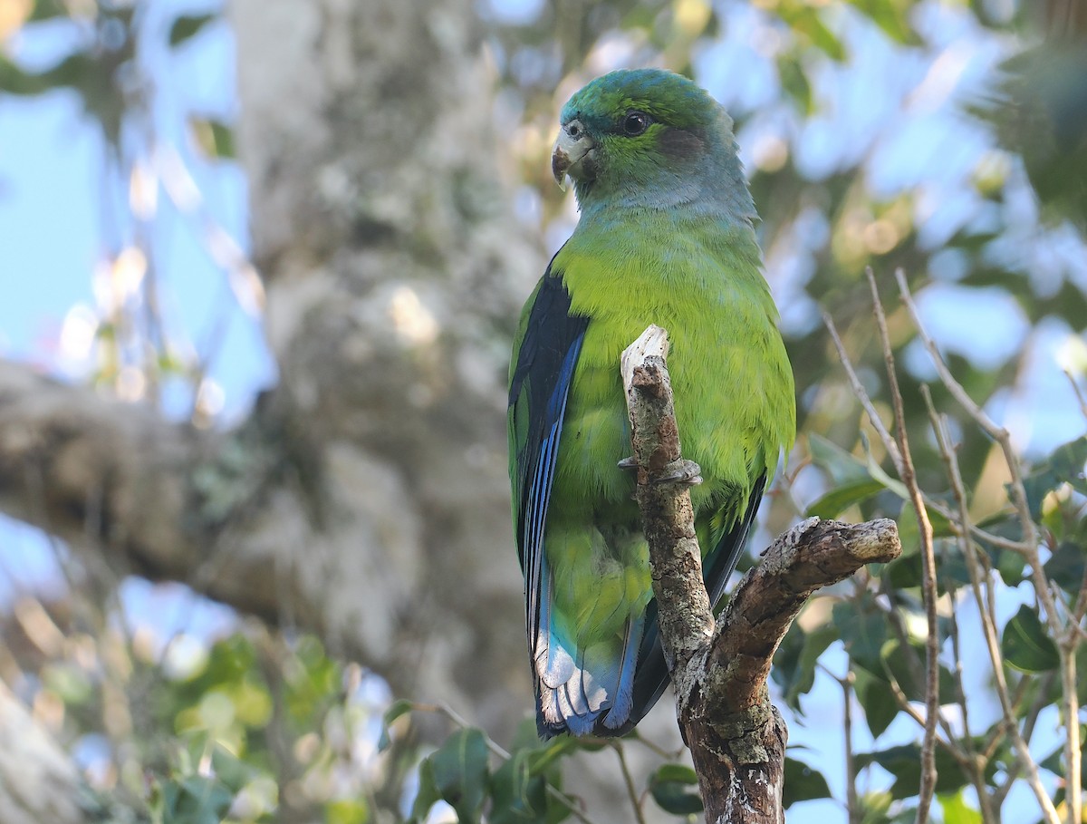 Black-winged Parrot - ML646326503