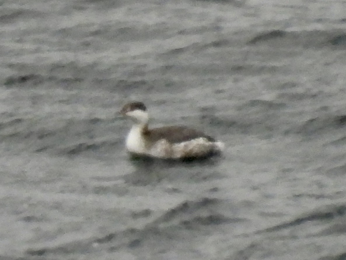 ミミカイツブリ - ML646326504