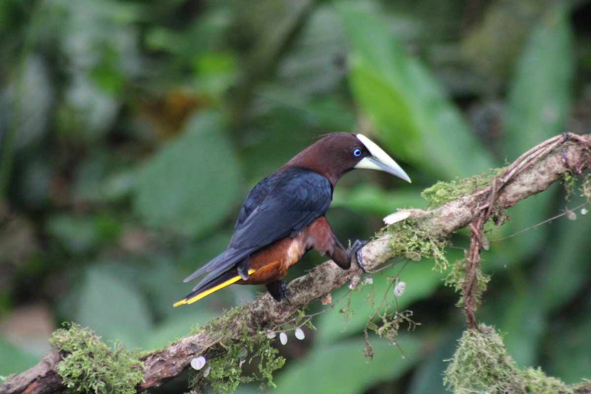 Chestnut-headed Oropendola - ML646326507