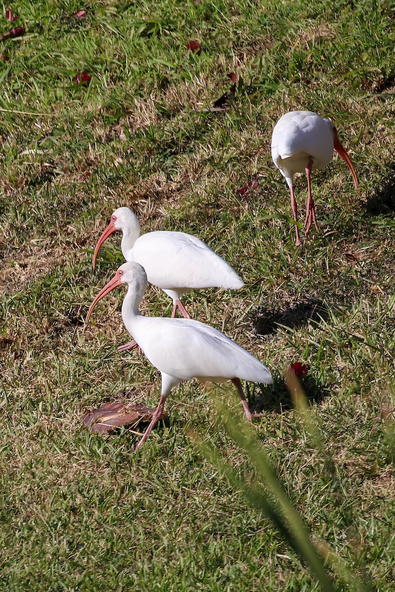 White Ibis - ML646326509