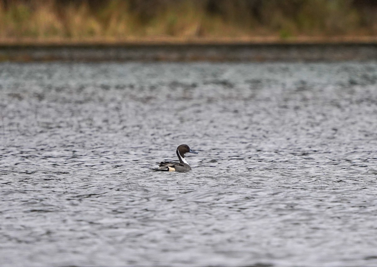 Codone - ML646326511