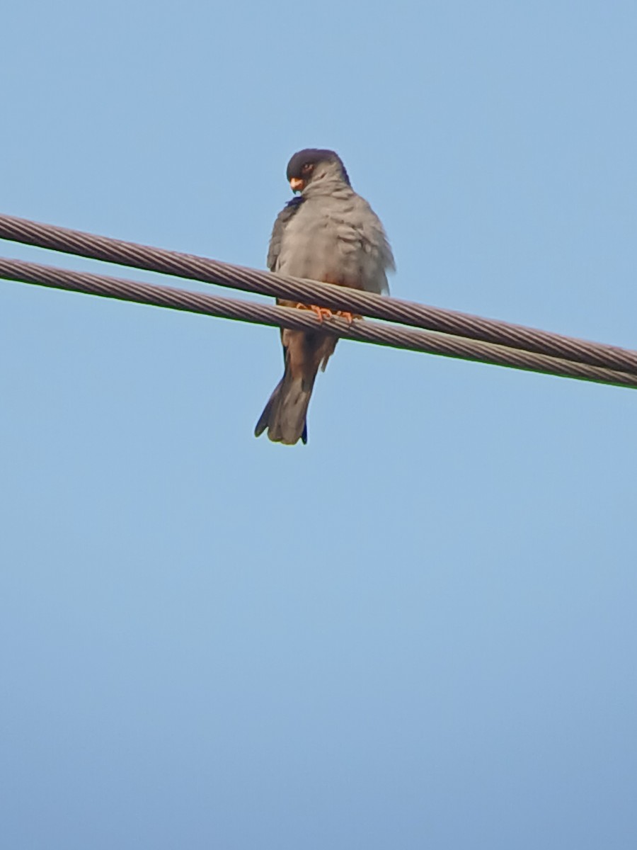 Belatz mantxuriarra - ML646326517