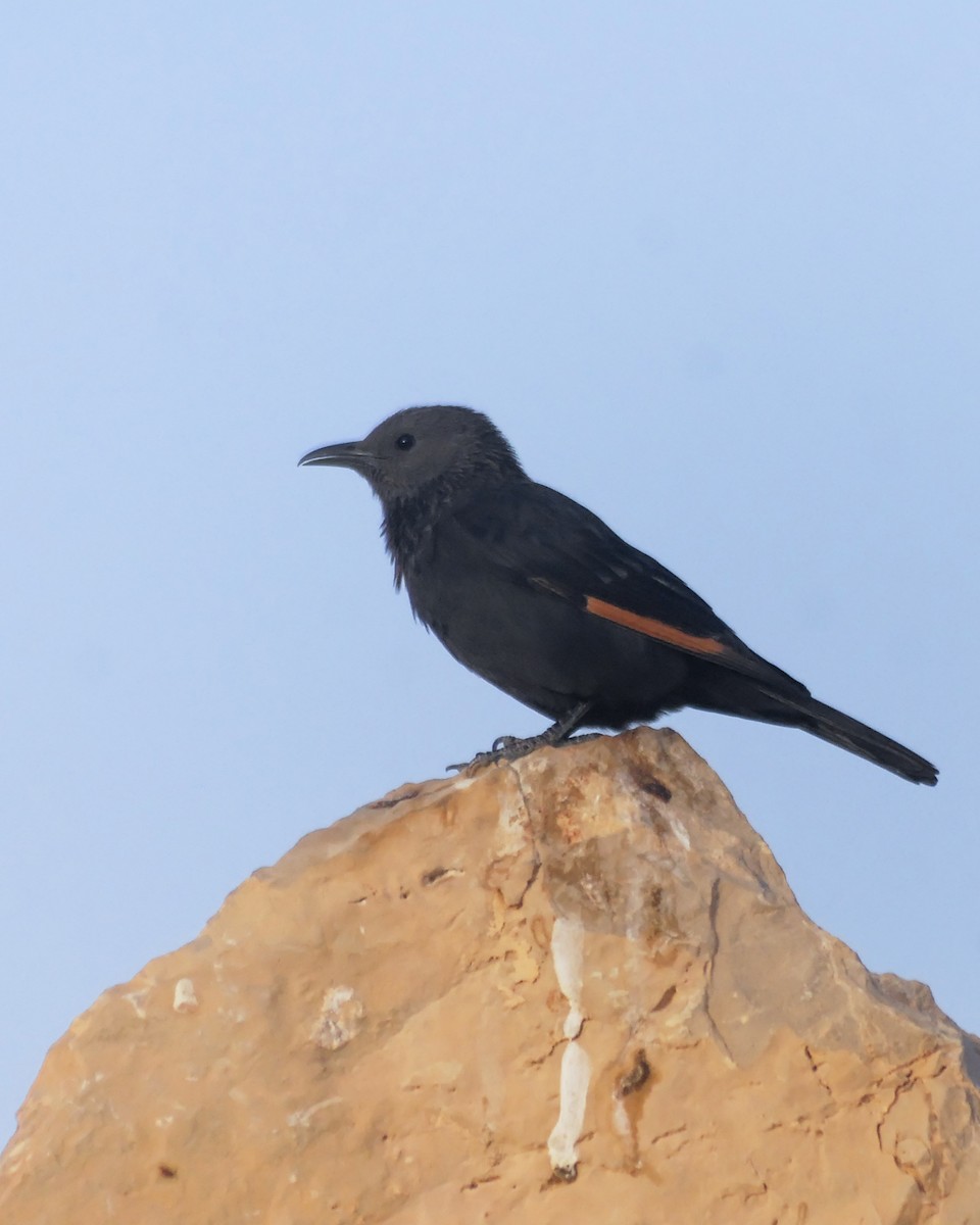 アラビアテリムク - ML646326518