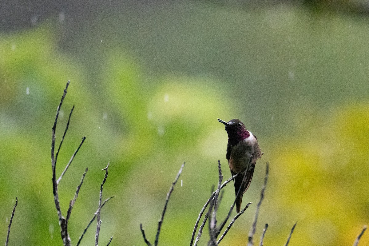 Magenta-throated Woodstar - ML646326526