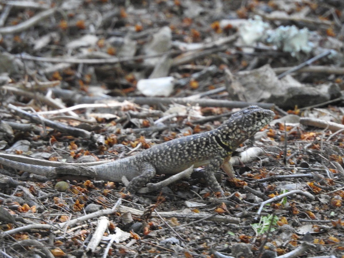 Animals - ML646326530