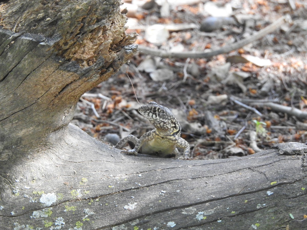 Animals - ML646326532