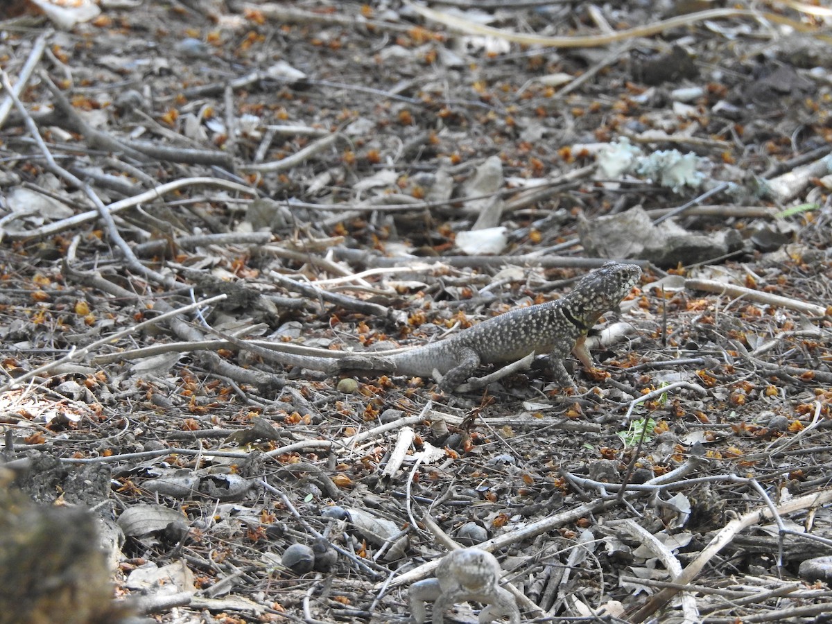 Animals - ML646326533