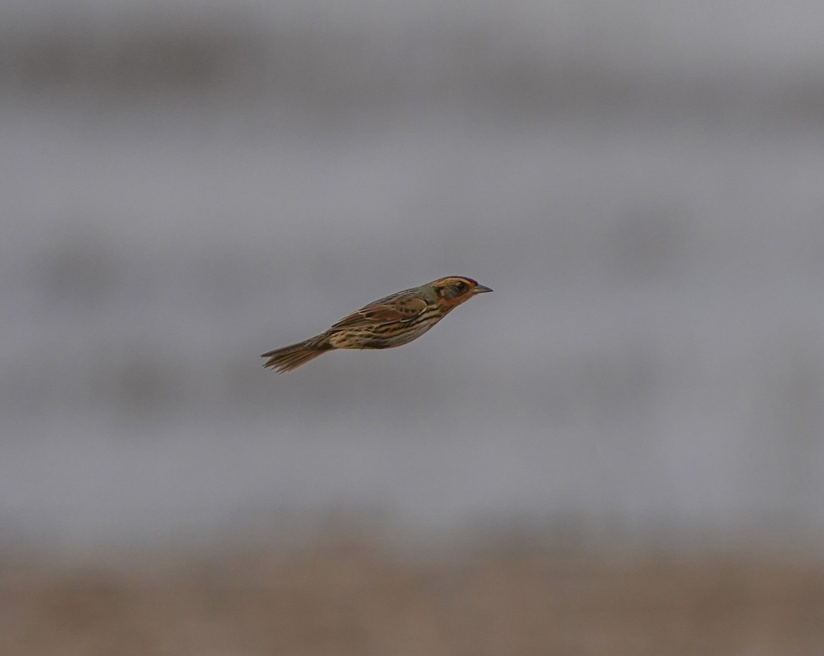 Saltmarsh Sparrow - ML646326534