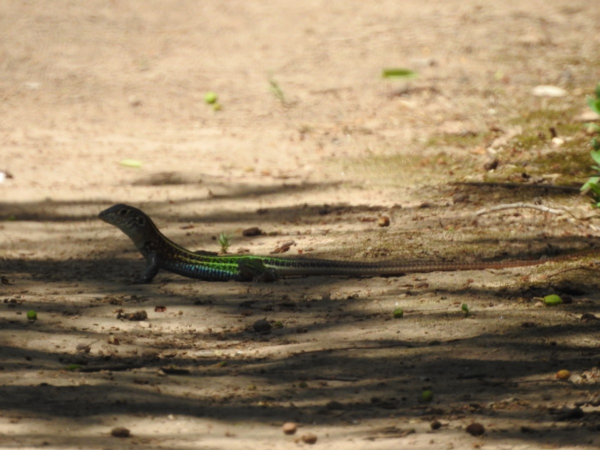 Animals - ML646326535