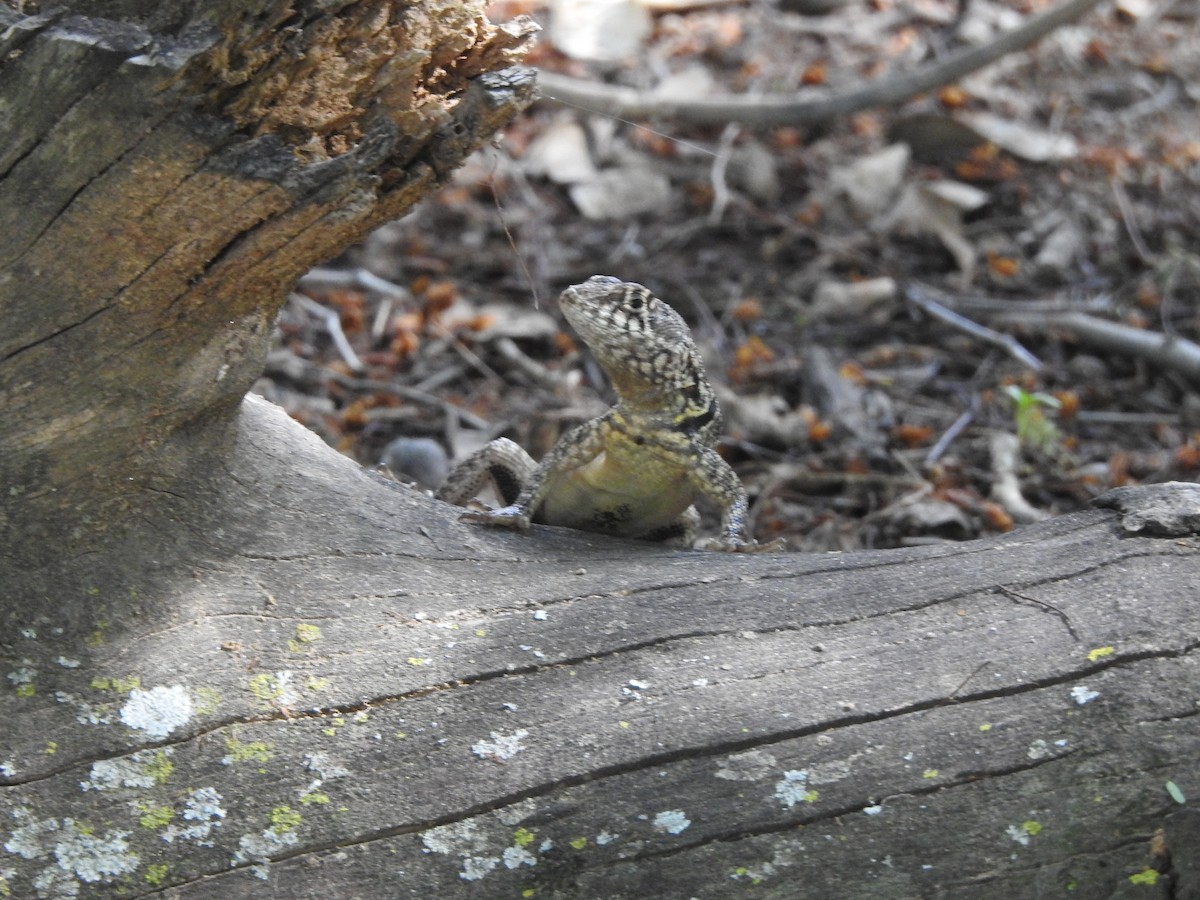 Animals - ML646326540