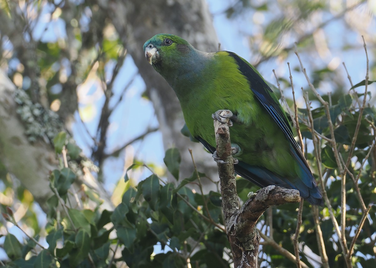 Black-winged Parrot - ML646326562