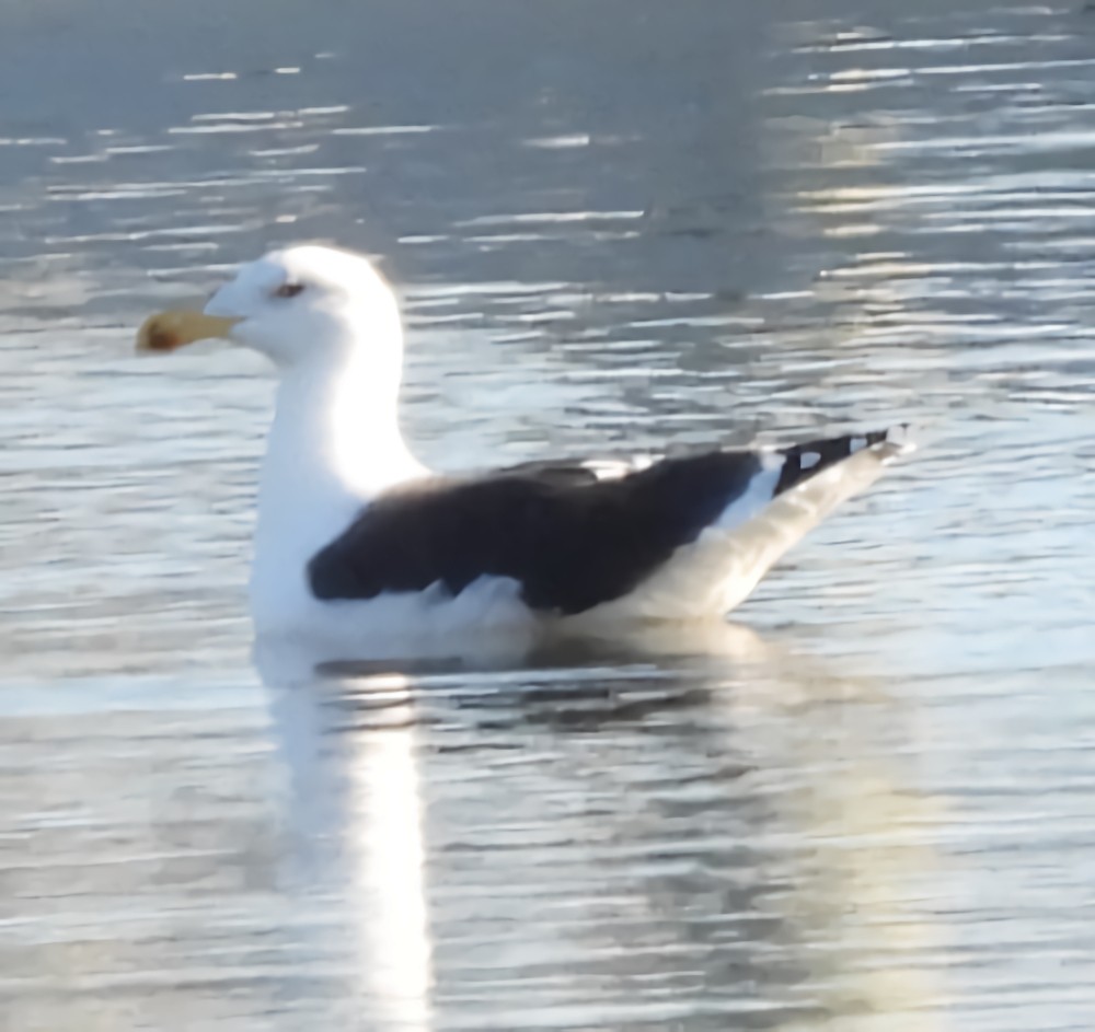 Great Black-backed Gull - ML646326563