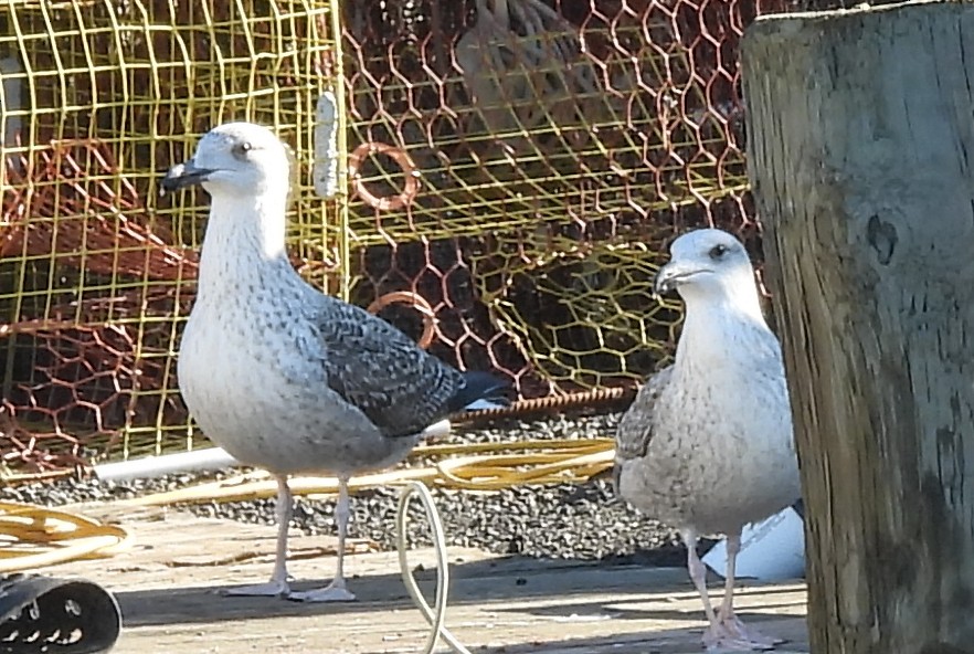 Great Black-backed Gull - ML646326564