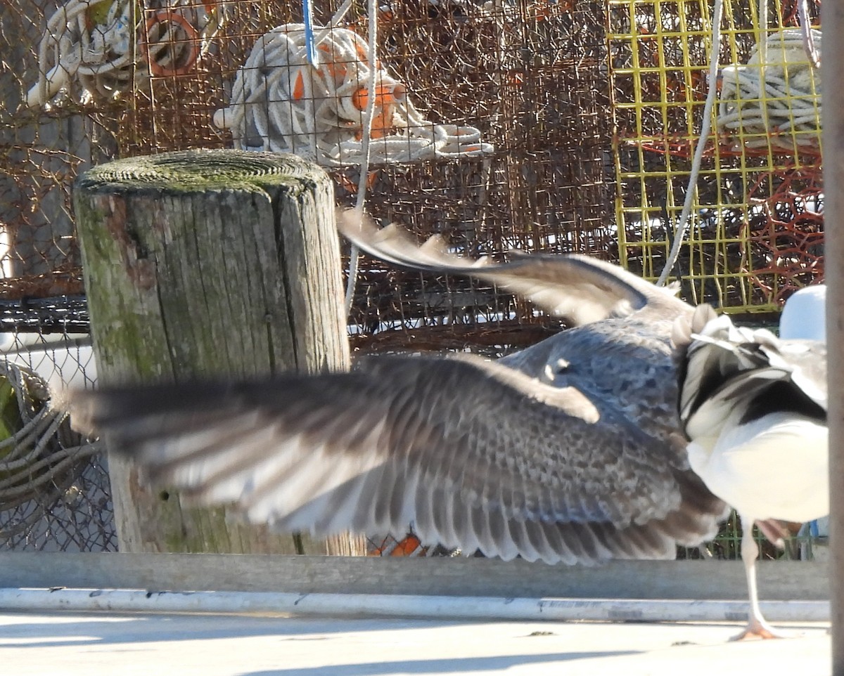 Great Black-backed Gull - ML646326565