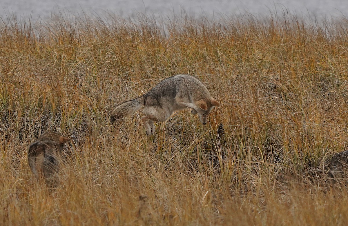 Coyote - ML646326567