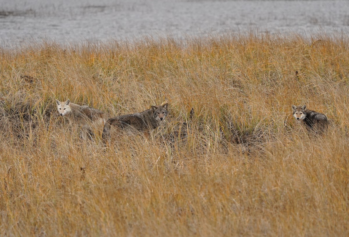 Coyote - ML646326568