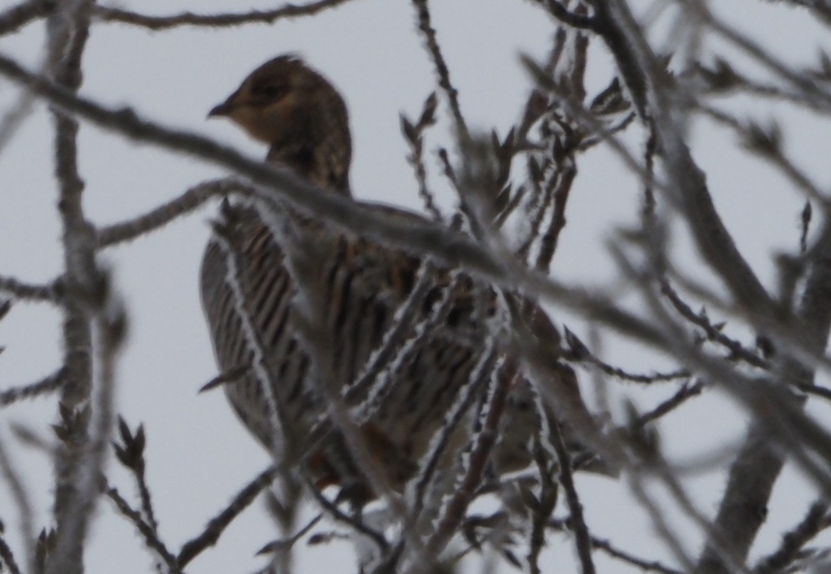 Greater Prairie-Chicken - ML646326569