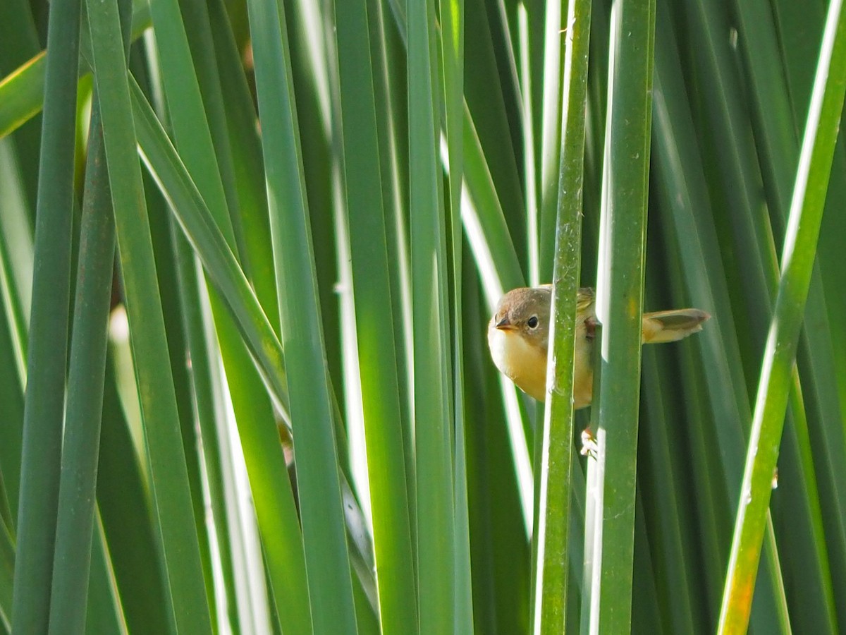 Common Yellowthroat - ML646326570
