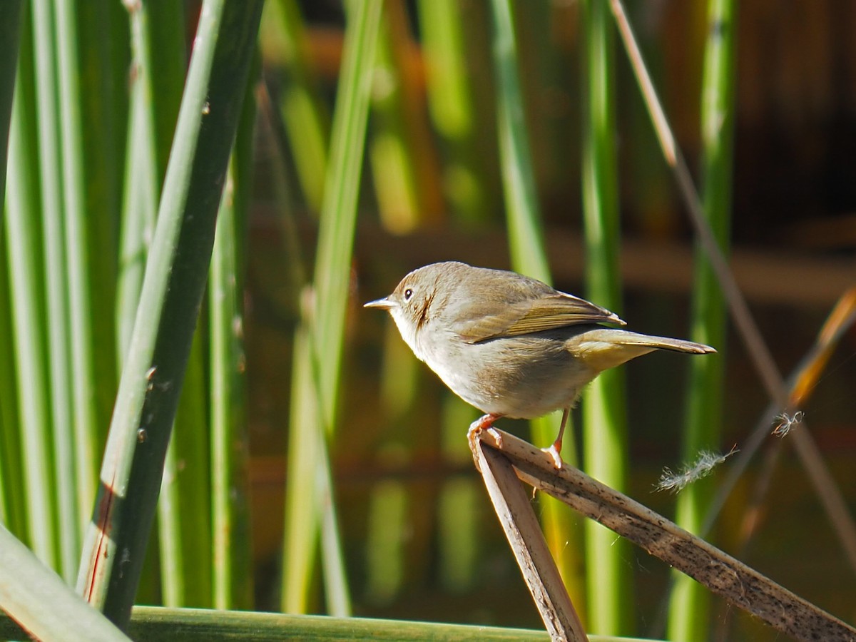 Common Yellowthroat - ML646326571