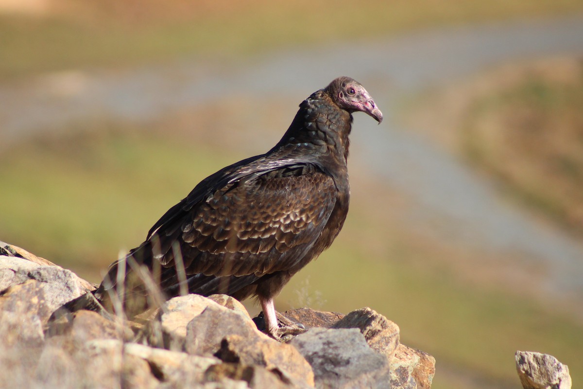 Turkey Vulture - ML646326574