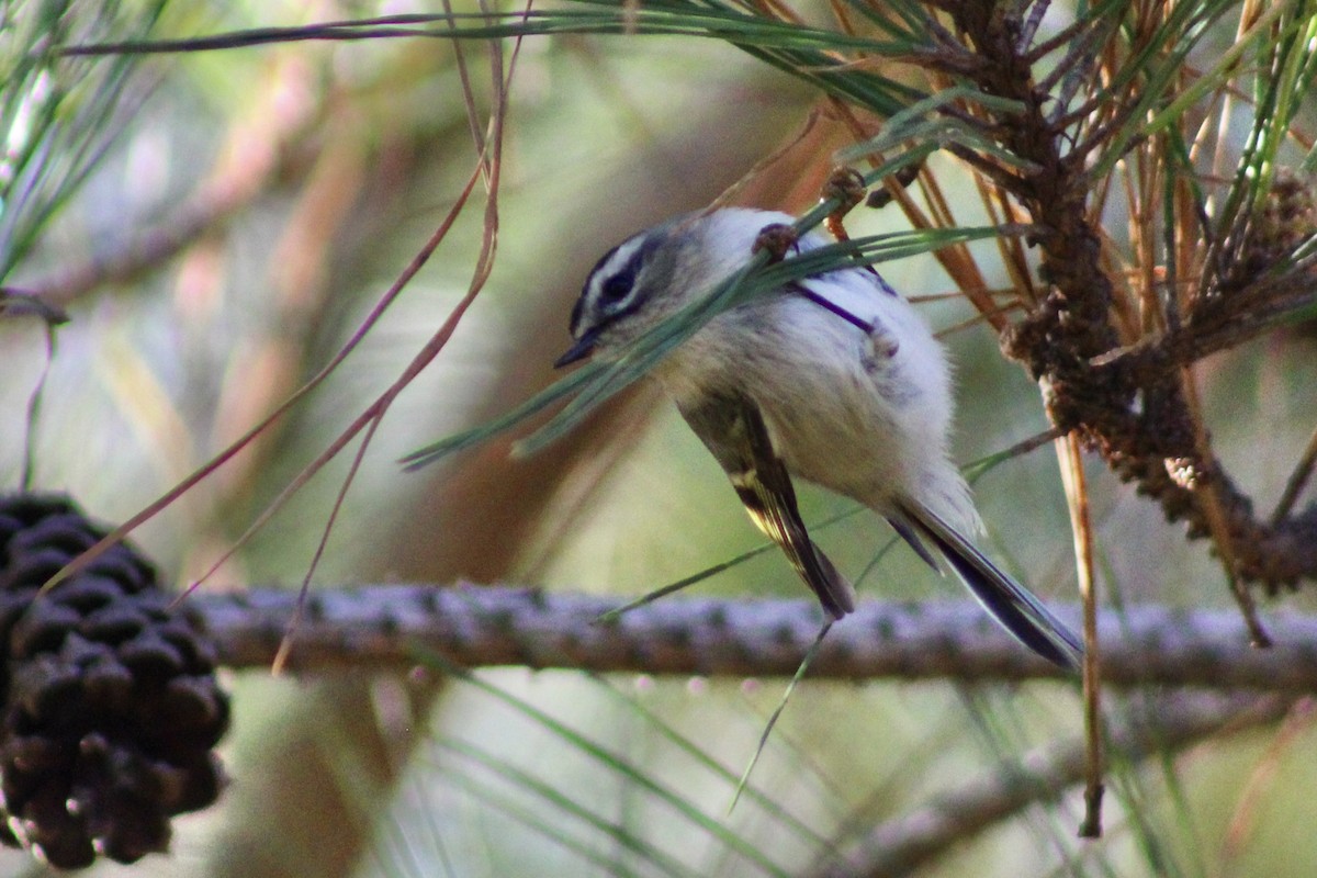 Golden-crowned Kinglet - ML646326579