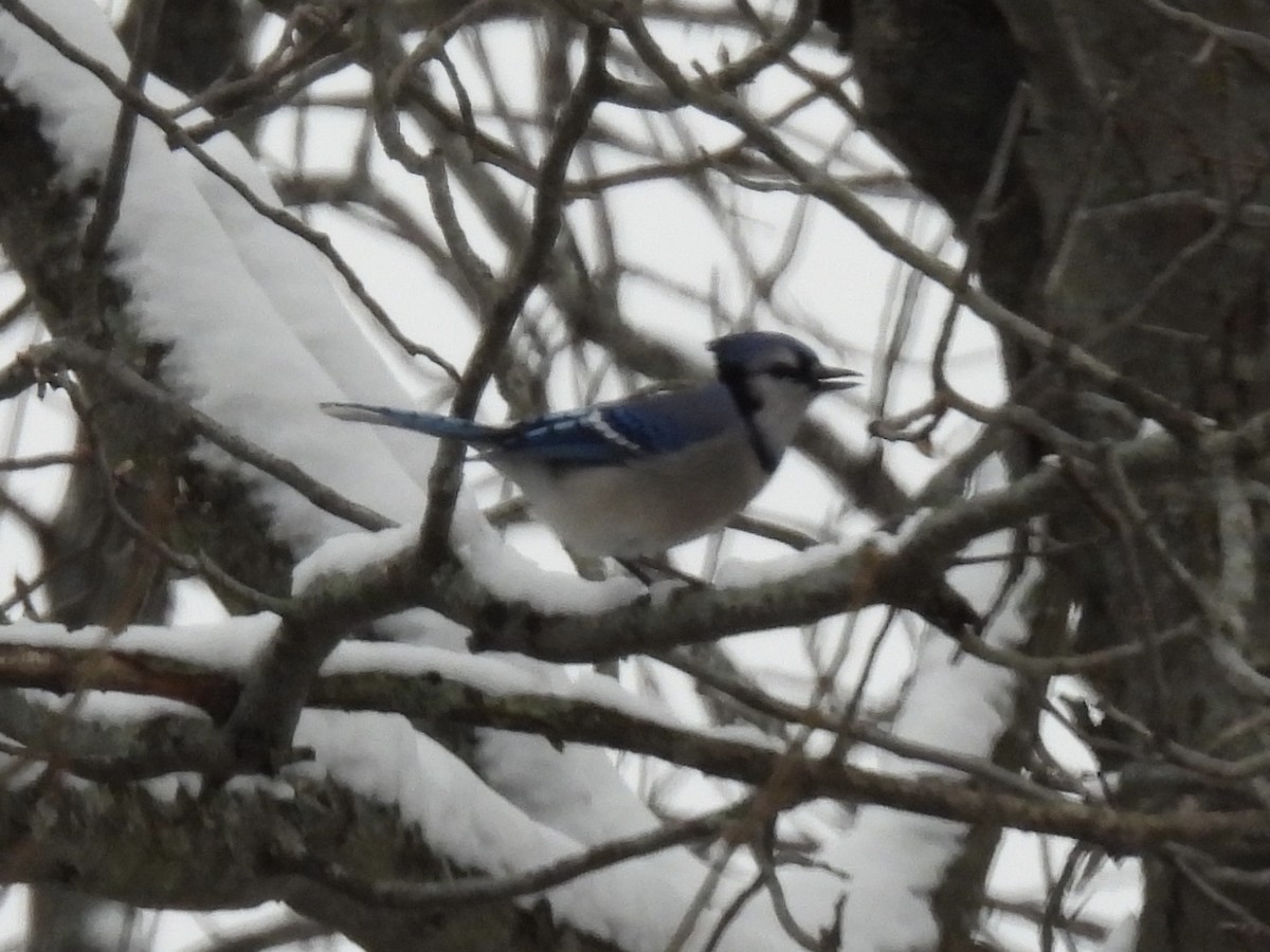 Blue Jay - ML646326582