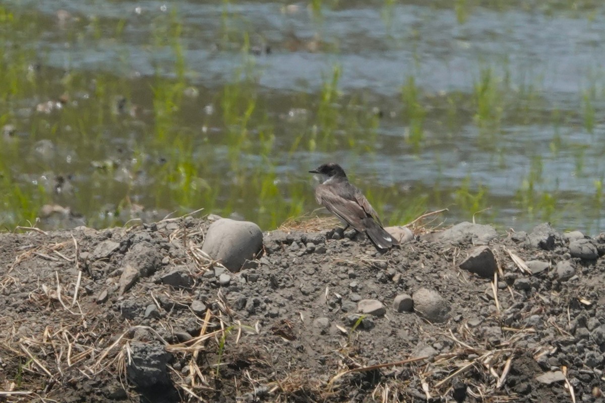 Eastern Kingbird - ML646326604