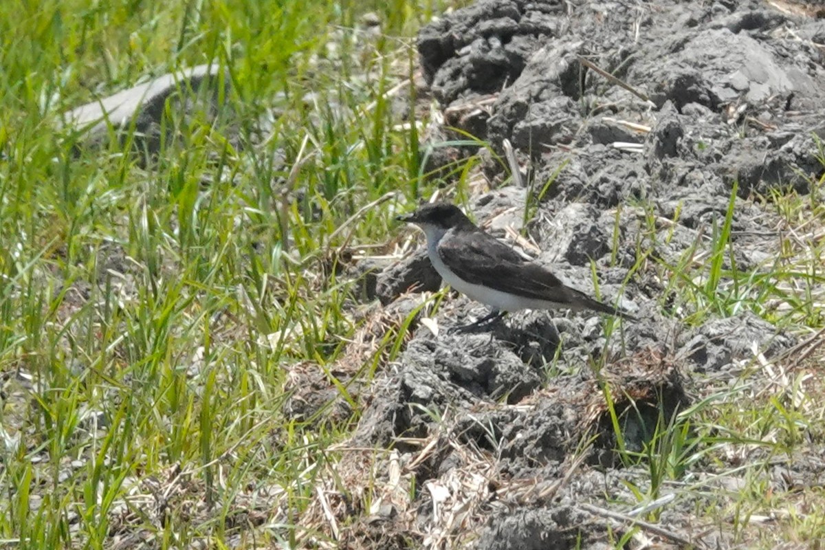 Eastern Kingbird - ML646326609