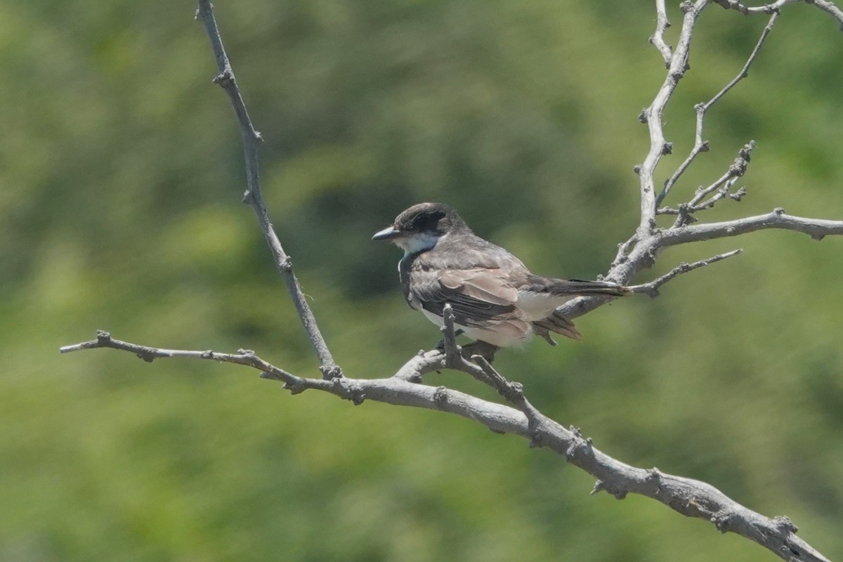 Eastern Kingbird - ML646326613