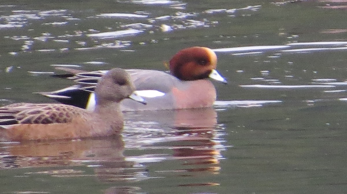 Eurasian Wigeon - ML646326627