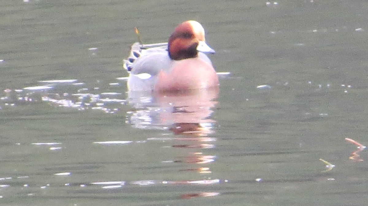 Eurasian Wigeon - ML646326632