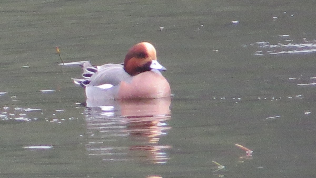 Eurasian Wigeon - ML646326633