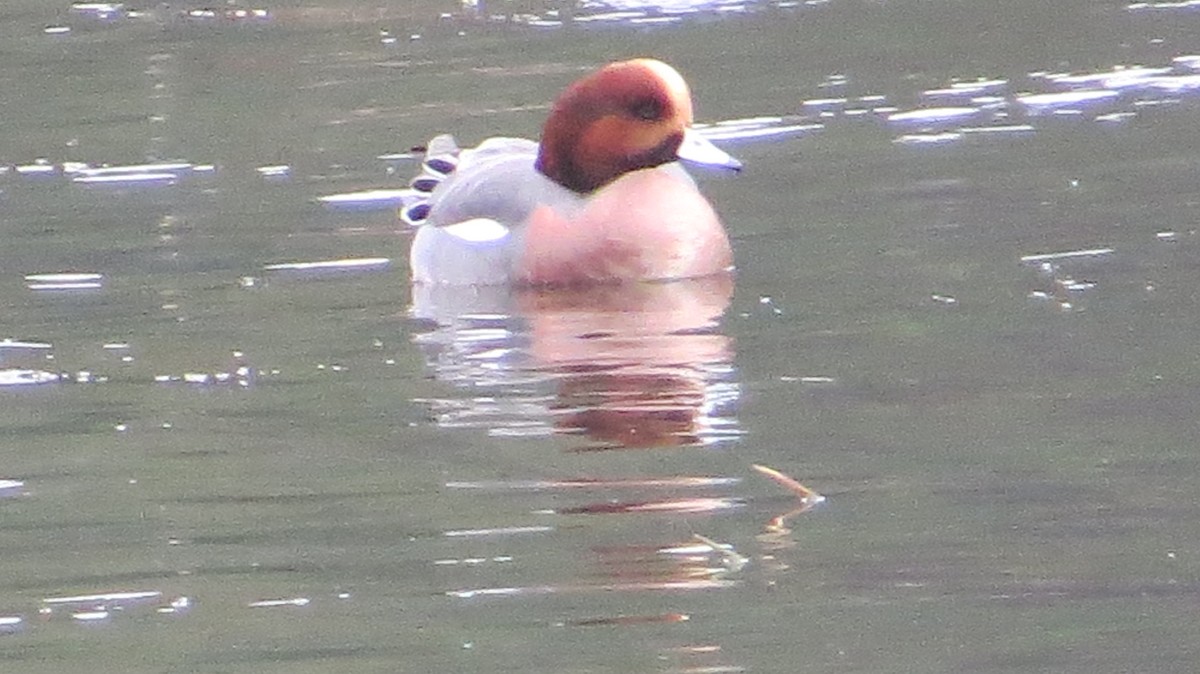Eurasian Wigeon - ML646326634