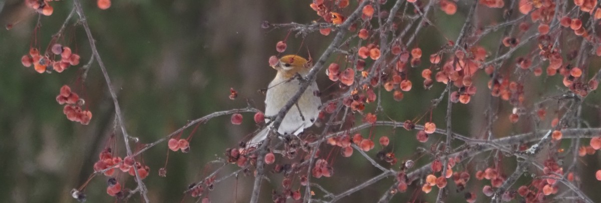 ギンザンマシコ - ML646326637