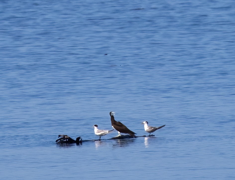 Brown Booby - ML646326639