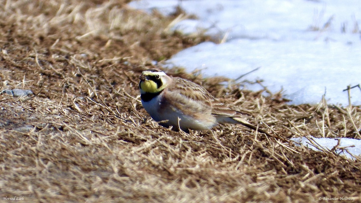 Ohrenlerche - ML646326643