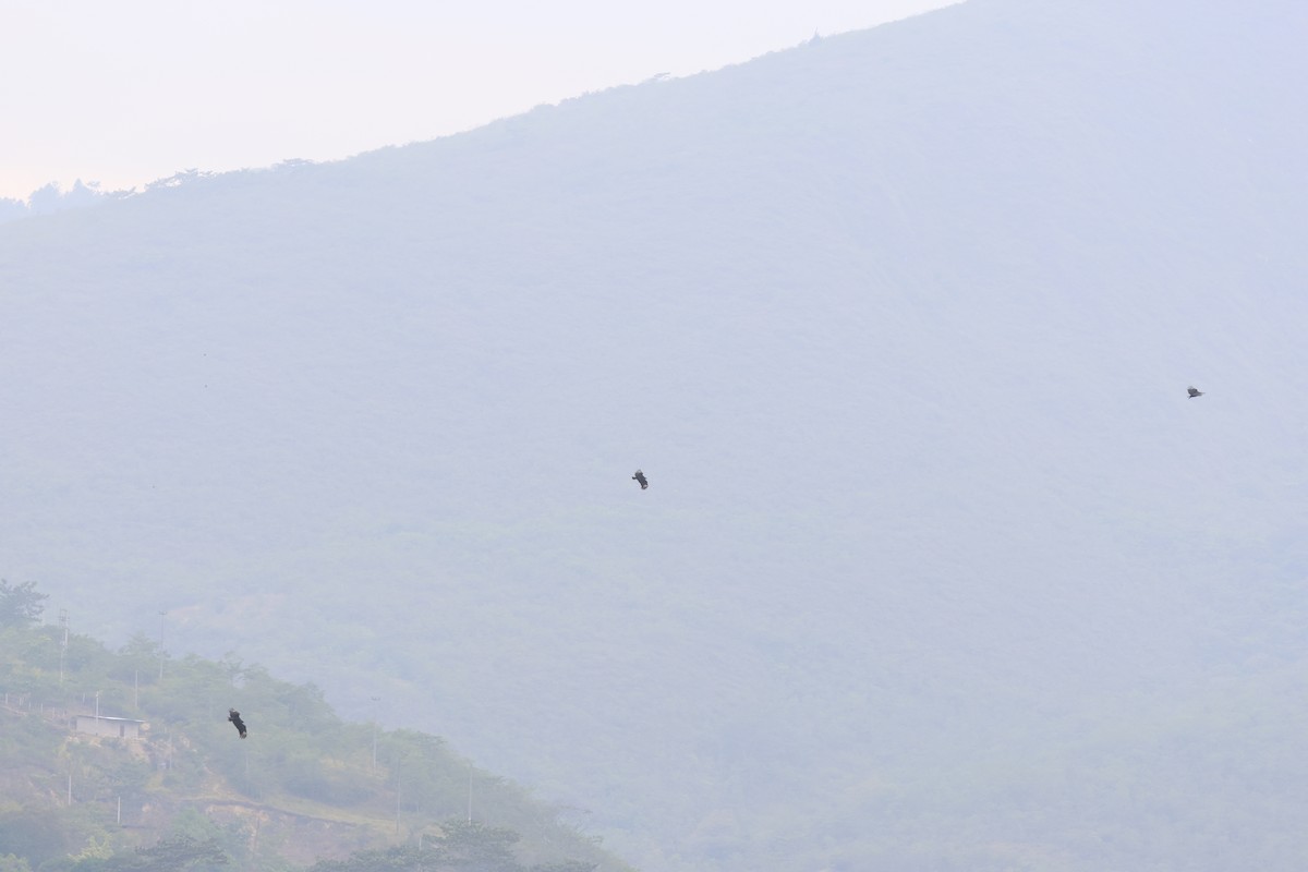 Катарта чорна - ML646326646