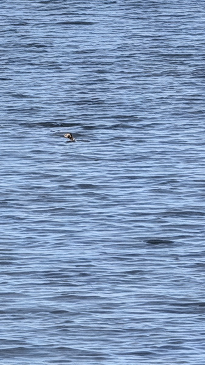 Long-tailed Duck - ML646326647