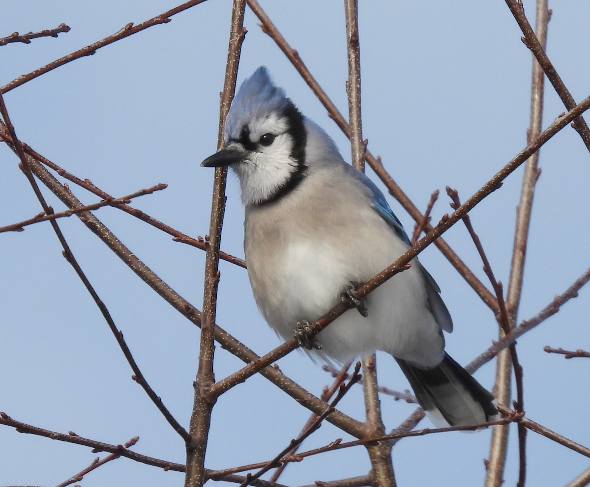 Blue Jay - ML646326648