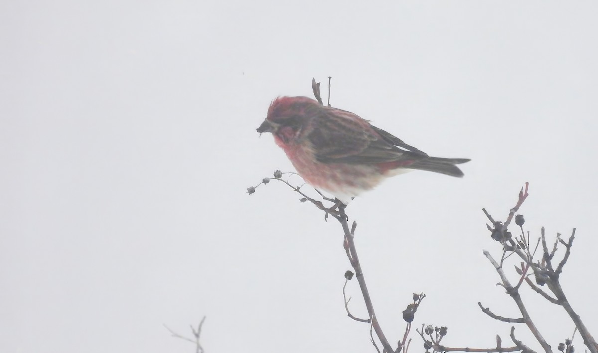 Purple Finch - ML646326649