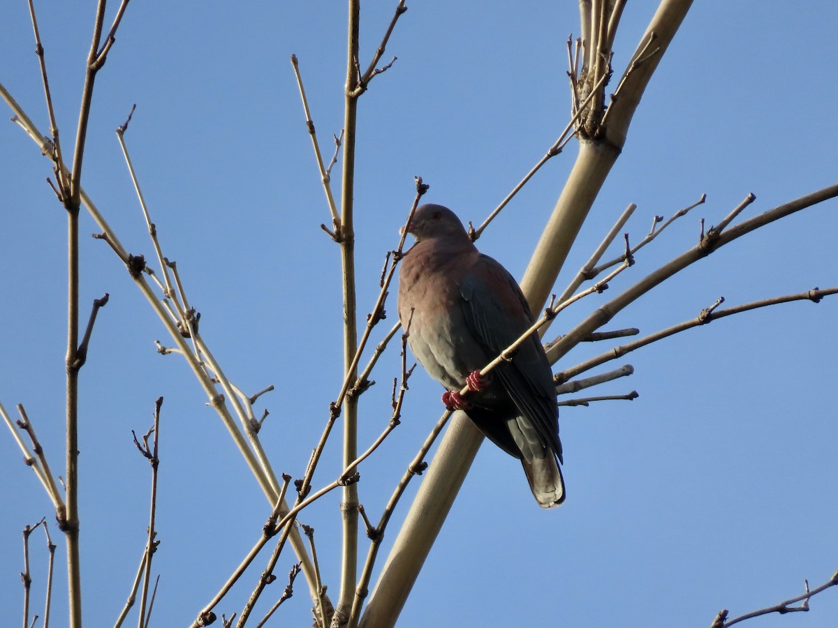Red-billed Pigeon - ML646326654